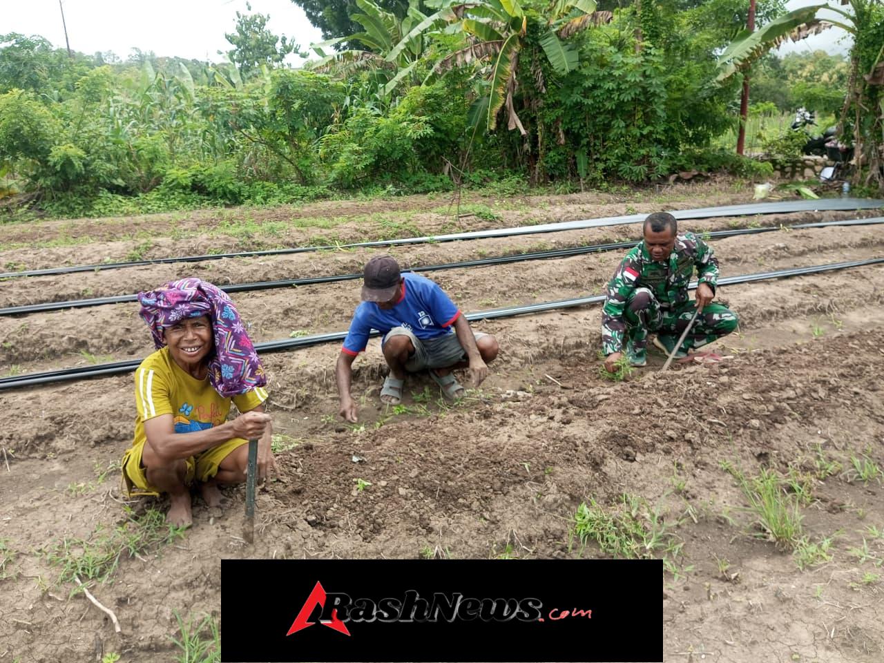 Bersama Warga, Anggota Satgaster Pos Halibete 2 Olah Lahan Pertanian Tunjang Ekonomi Keluarga