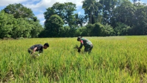 Sinergi Babinsa dan Petani, Perawatan Sawah Tadah Hujan di Tabundung