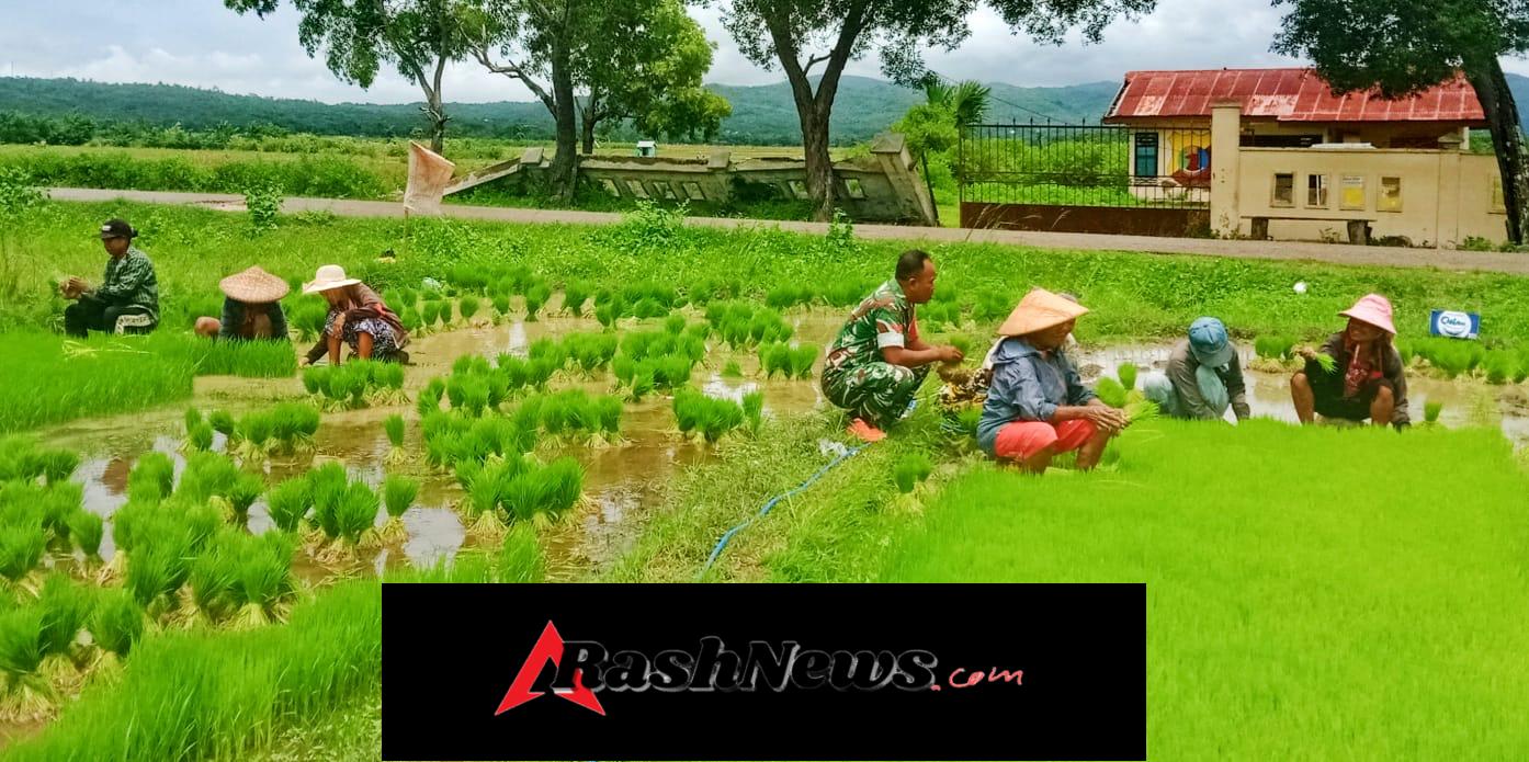 TNI Hadir untuk Rakyat, Babinsa Boronubaen Bantu Petani Siapkan Musim Tanam Padi