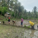 Serka Samsudin Turun ke Sawah, Dukung Ketahanan Pangan di Manggarai Barat