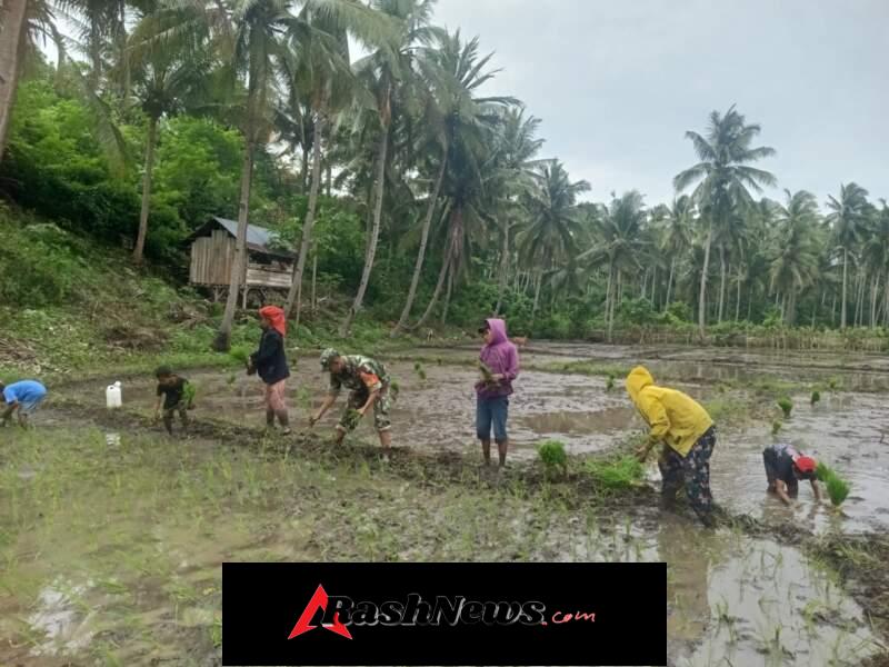 Serka Samsudin Turun ke Sawah, Dukung Ketahanan Pangan di Manggarai Barat
