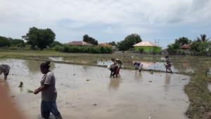 Dari Sawah untuk Negeri, Babinsa Oemanu Dampingi Petani Tanam Padi