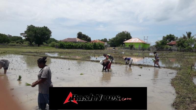 Dari Sawah untuk Negeri, Babinsa Oemanu Dampingi Petani Tanam Padi