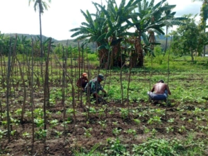 Babinsa Kodim 1622/Alor Optimalkan Pendampingan Ketahanan Pangan