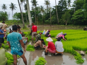 Babinsa Koramil 06/Karera Aktif Bantu Warga Tingkatkan Produktivitas Pertanian