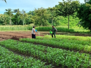 Babinsa Imbau Warga Rawat Tanaman Sayur di Musim Hujan