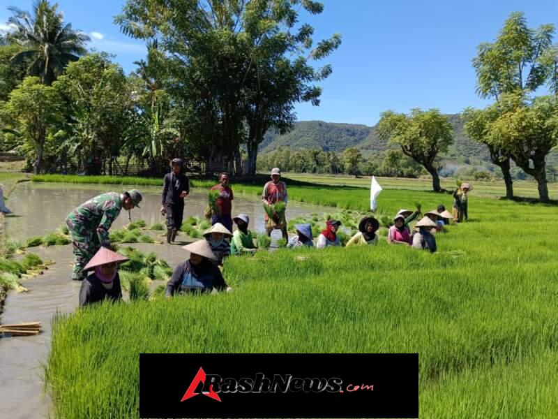 Babinsa Koramil 1612-04/Elar Turun ke Sawah, Bantu Petani Panen Bibit Padi di Nanga Mbaur