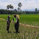 Dari Seragam Loreng ke Lahan Pertanian: Komitmen TNI Bersama Rakyat