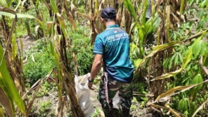 Yonarmed 12 dan Warga Ailala Gotong Royong Panen Jagung