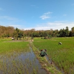 Serka Tobias Madde Laksanakan Bakti TNI di Lahan Sawah Warga