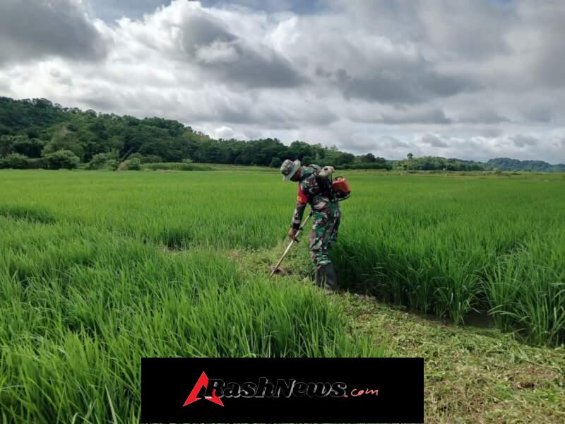 Sinergi Babinsa dan Petani, Pematang Sawah Dibersihkan di Desa Laihau