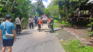 Bersatu Padu, Serma Nyoman Suarsana Dan Aparat Gabungan Evakuasi Pohon Tumbang Yang Melintang Dijalan Desa Sulang