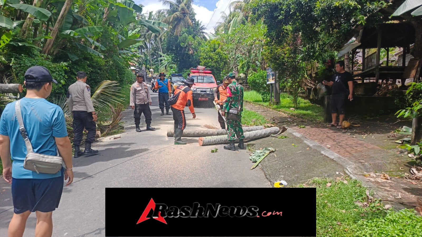Bersatu Padu, Serma Nyoman Suarsana Dan Aparat Gabungan Evakuasi Pohon Tumbang Yang Melintang Dijalan Desa Sulang
