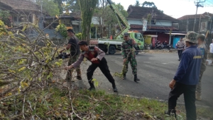 Aksi Preventif Babinsa Pekutatan: Amankan Jalur Pupuan-Pekutatan dari Bahaya Dahan Patah