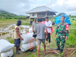 Kawal Panen Petani, Babinsa Pernek Pastikan Serap Gabah Bulog Berjalan Lancar