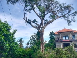 Cegah Risiko Kecelakaan, Babinsa dan Warga Laksanakan Penebangan Pohon Beringin