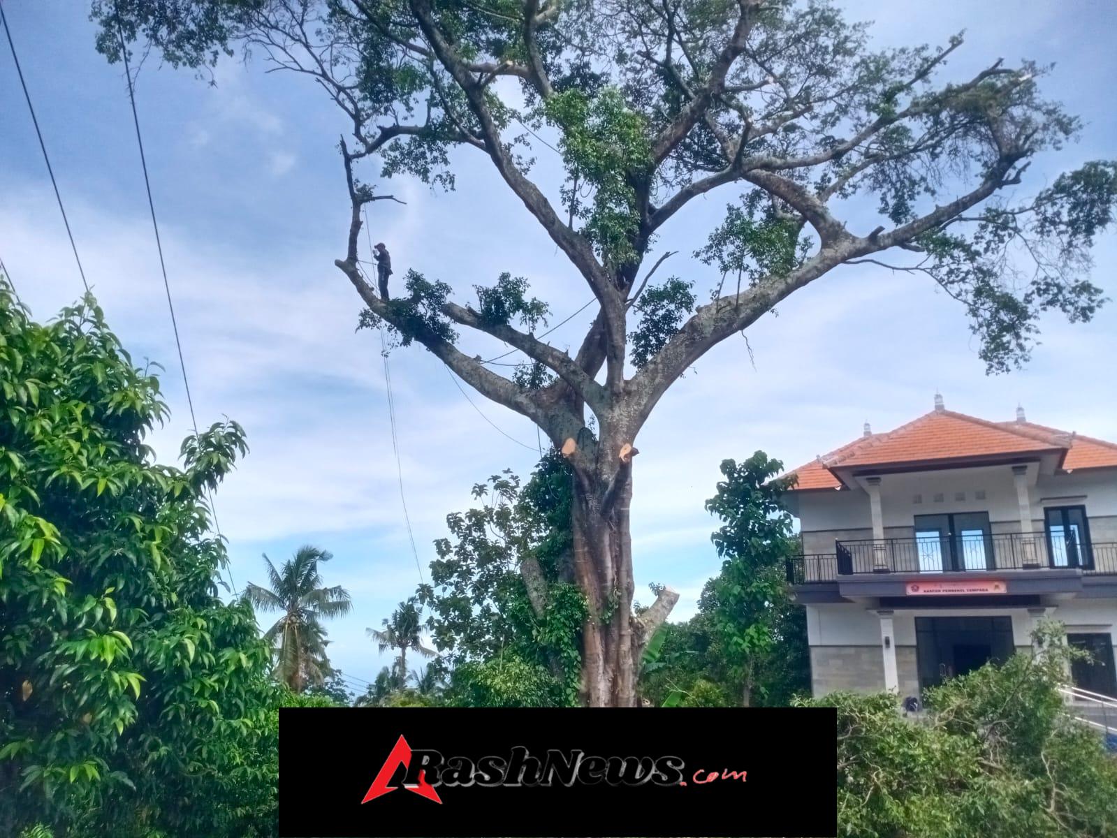 Cegah Risiko Kecelakaan, Babinsa dan Warga Laksanakan Penebangan Pohon Beringin