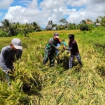 Kuatkan Hanpangan Dan Kesejahteraan Petani, Babinsa Getakan Dampingi Panen Padi Di Subak Delod