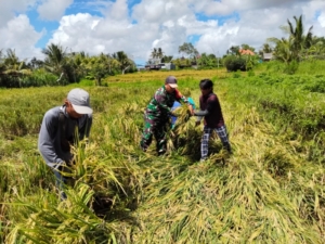 Kuatkan Hanpangan Dan Kesejahteraan Petani, Babinsa Getakan Dampingi Panen Padi Di Subak Delod