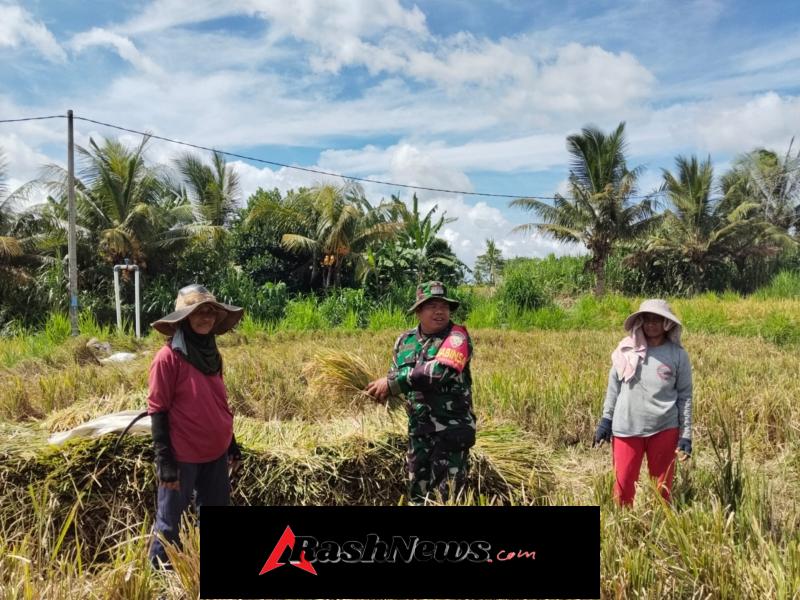 Pengabdian Tanpa Batas, Serma Wayan Sukadana Turun Ke Sawah bantu Petani Panen Padi