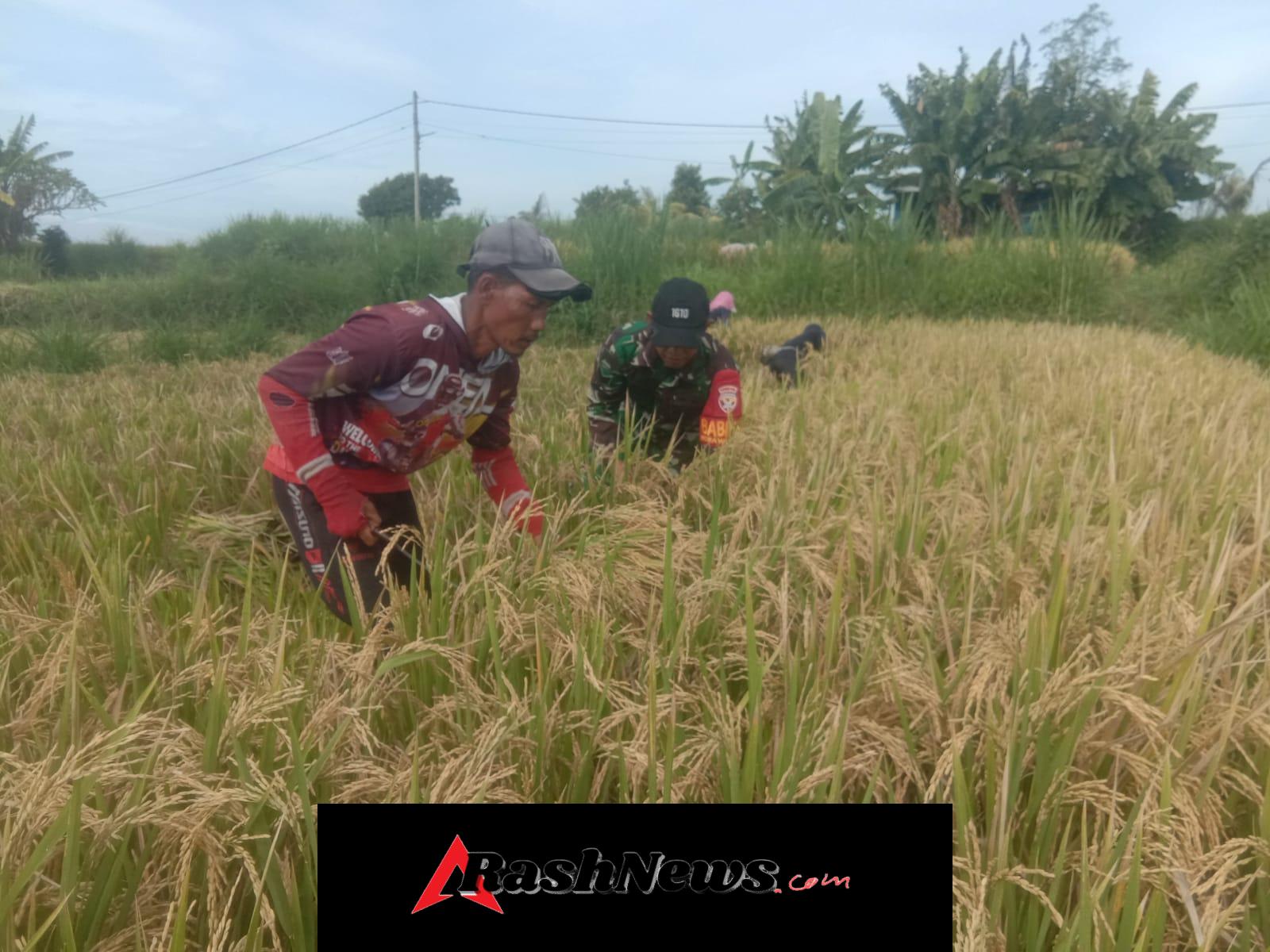 Panen Padi, Begini Sinergi TNI Dan Petani Di Subak Toye Cau Desa Tojan