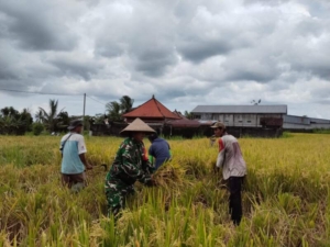 Potret Kebersamaan TNI Dan Petani Di Subak Delod Getakan, Serma Wayan Sukadana Turun Sawah Bantu Panen Padi