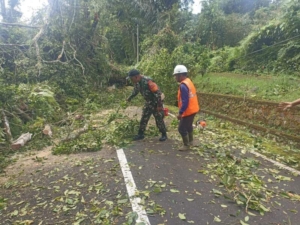 Gerak Cepat Babinsa dan Tim Gabungan Tangani Pohon Tumbang di Jalur Wisata Religi Pura Luhur Batukau