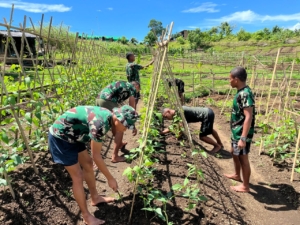 Lahan Kosong Disulap Jadi Kebun Subur, Wujud Kepedulian Prajurit Denma Brigif TP 31/PS Terhadap Ketahanan Pangan