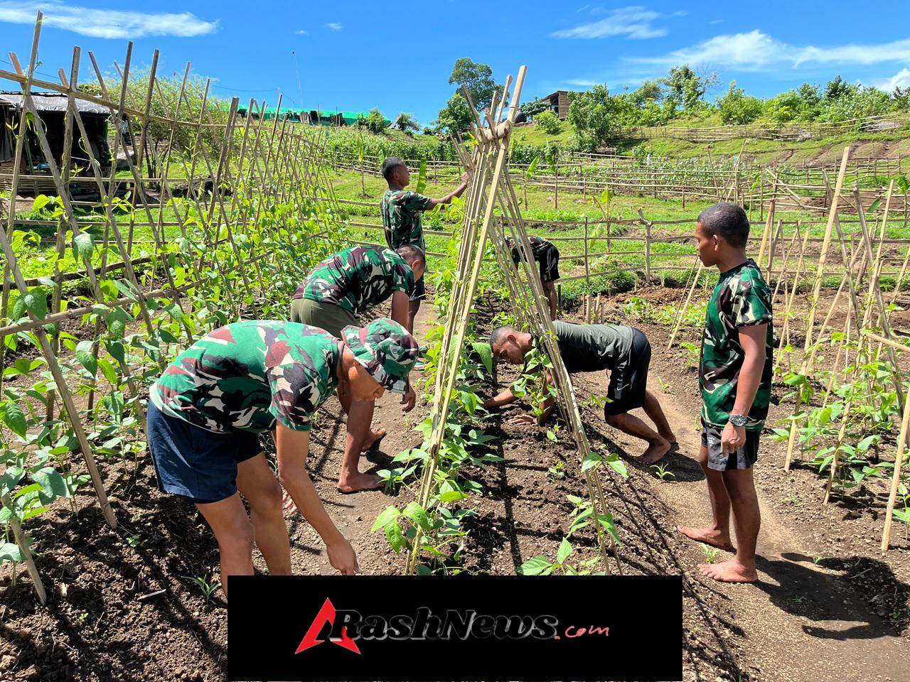 Lahan Kosong Disulap Jadi Kebun Subur, Wujud Kepedulian Prajurit Denma Brigif TP 31/PS Terhadap Ketahanan Pangan