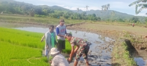 Babinsa Hadir Bukan Cuma Jaga Wilayah, Babinsa Koramil 1612-04/Elar Aktif Dukung Pertanian