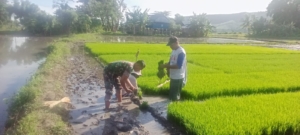 Babinsa Hadir Bukan Cuma Jaga Wilayah, Babinsa Koramil 1612-04/Elar Aktif Dukung Pertanian