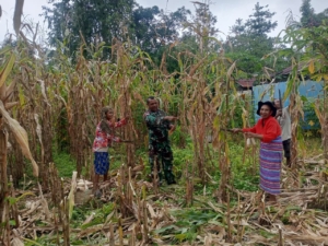 Bantu Panen Jagung, Anggota Satgaster Pos Halibete 2 Dongkrak Perekonomian Masyarakat Perbatasan
