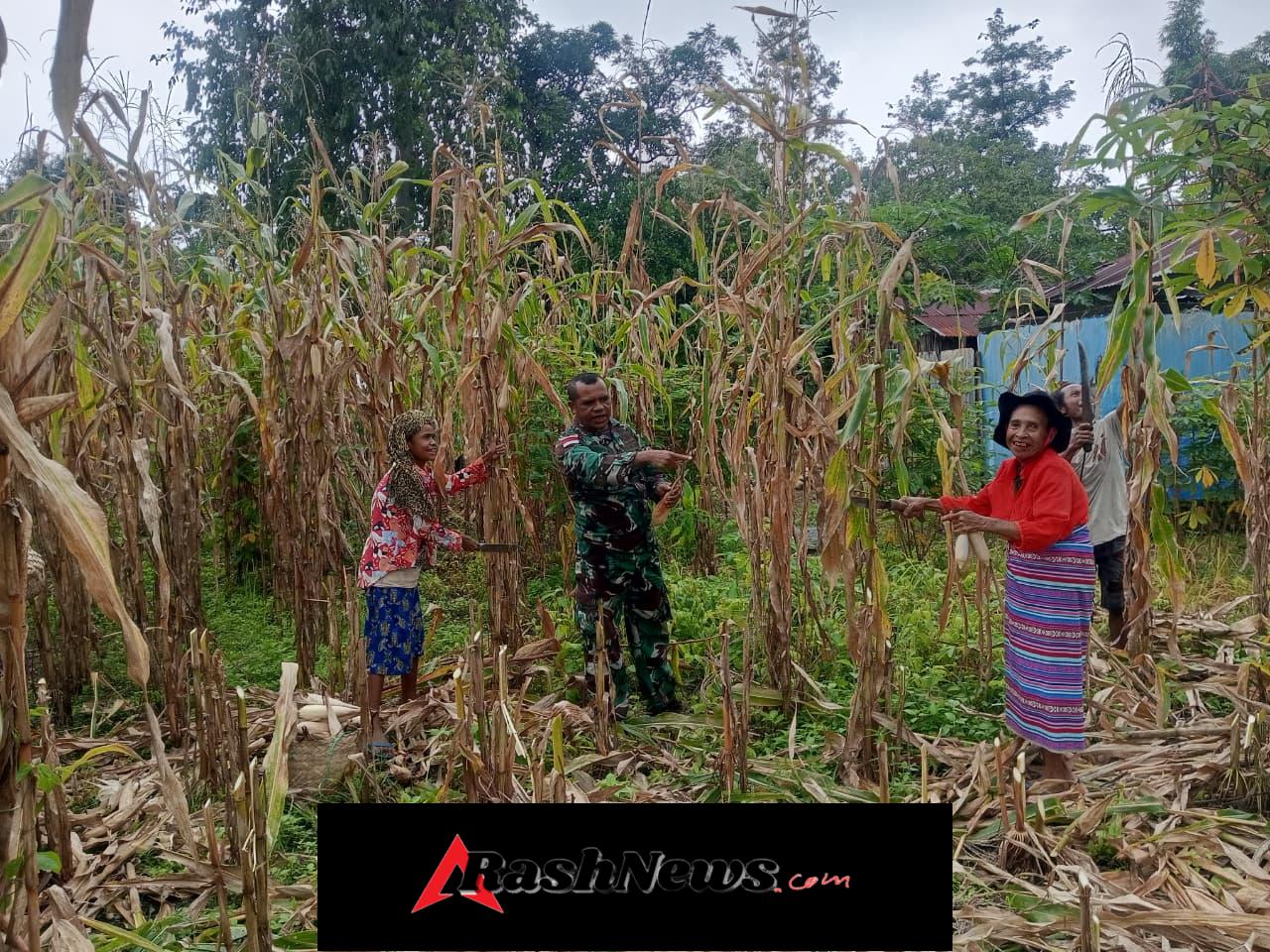 Bantu Panen Jagung, Anggota Satgaster Pos Halibete 2 Dongkrak Perekonomian Masyarakat Perbatasan