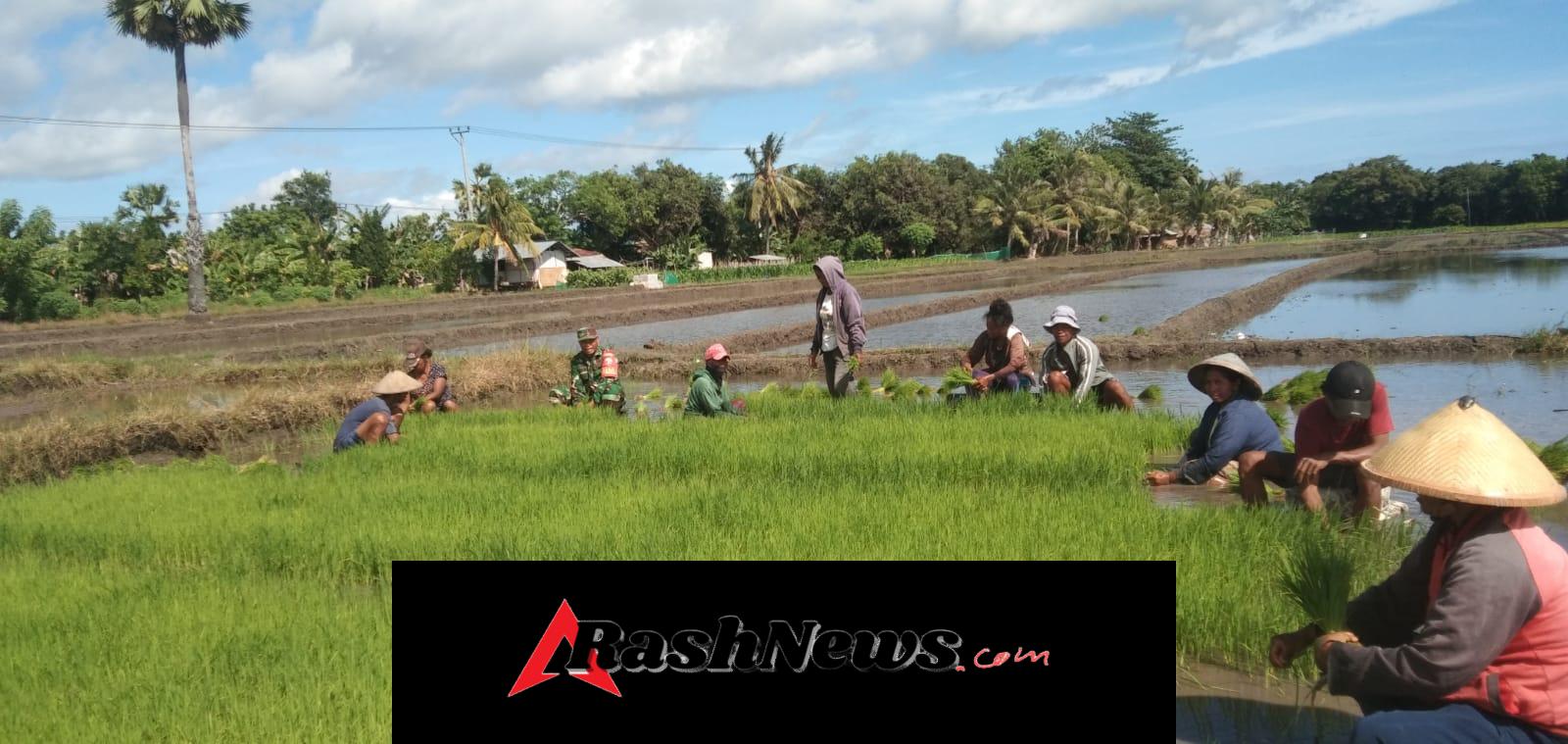 Babinsa Sertu Syamsurijal Turun Langsung Dukung Ketahanan Pangan Petani