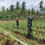 Dukung Produktivitas Pertanian, Babinsa TNI AD Turun Langsung Dampingi Petani