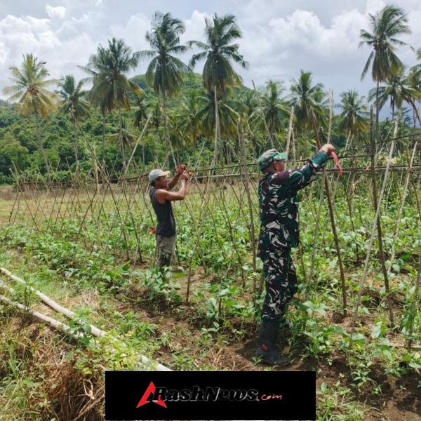 Dukung Produktivitas Pertanian, Babinsa TNI AD Turun Langsung Dampingi Petani