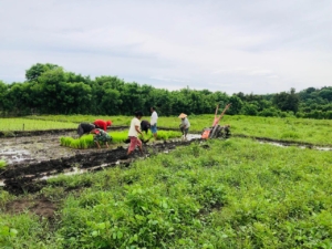 Sinergi TNI dan Petani, Babinsa Karera Bantu Pencabutan Bibit Padi di Desa Nggongi