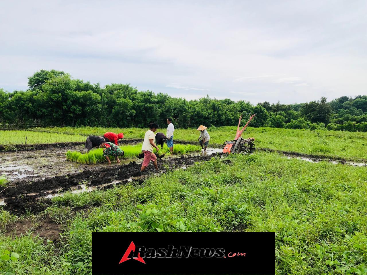 Sinergi TNI dan Petani, Babinsa Karera Bantu Pencabutan Bibit Padi di Desa Nggongi