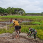 Pendampingan Hanpangan, Babinsa Tabundung Hadir di Tengah Petani Desa Tawui
