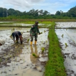 Babinsa Koramil 01/Lewa Dukung Ketahanan Pangan di Desa Tanarara