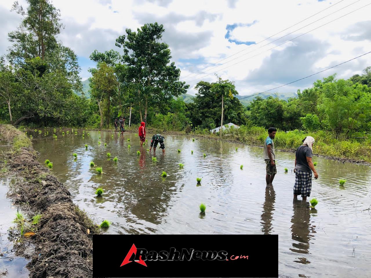 Babinsa Koramil 01/Lewa Dukung Ketahanan Pangan di Desa Tanarara