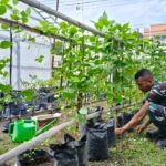 Sinergi TNI dan Masyarakat, Koramil 1615-11/Aikmel Aktif Bercocok Tanam Hortikultura