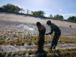 TNI Hadir Dukung Perekonomian Warga, Babinsa Bantu Panen Rumput Laut