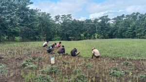 Babinsa Koramil 03/Katikutana Bantu Warga Rawat Tanaman Padi Ladang