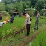 Babinsa Desa Maluk Dampingi Program Pengembangan Pertanian Organik PT Amman