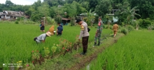 Babinsa Desa Maluk Dampingi Program Pengembangan Pertanian Organik PT Amman