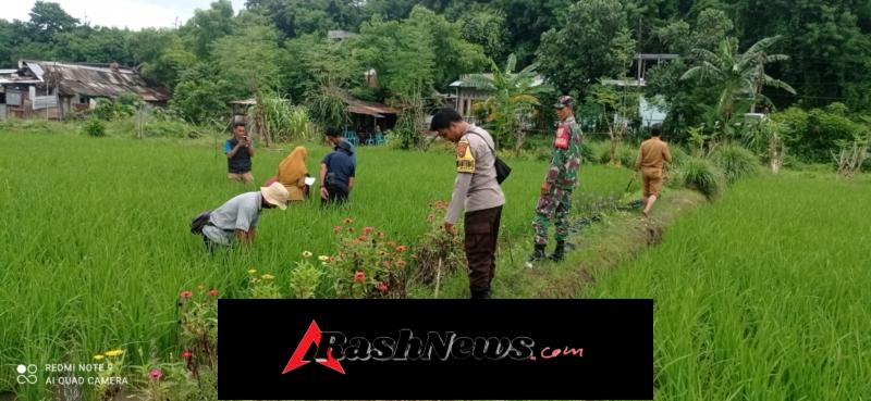 Babinsa Desa Maluk Dampingi Program Pengembangan Pertanian Organik PT Amman