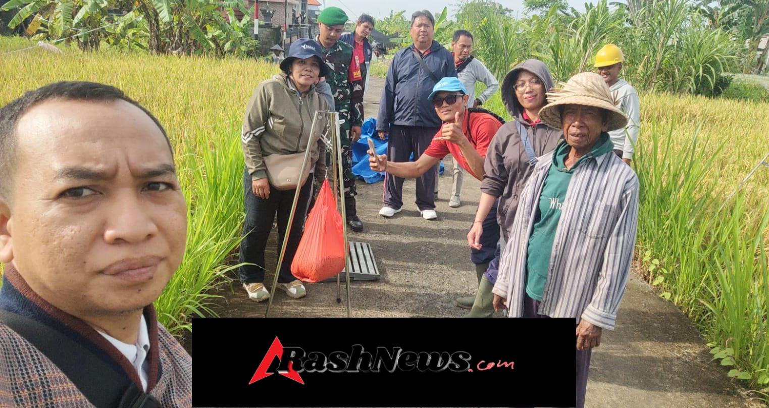Langkah Nyata TNI Dorong Produktifitas Pertanian, Babinsa Kamasan Dampingi PPL Lakukan Ubinan