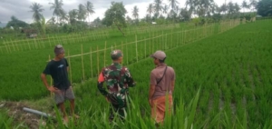 Dukung Swasembada Beras, Serka Vence Nahak Ajak Petani Awasi Distribusi Pupuk Bersubsidi