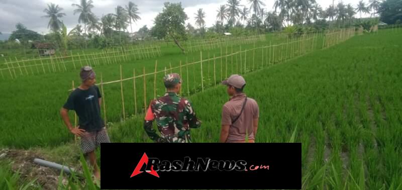 Dukung Swasembada Beras, Serka Vence Nahak Ajak Petani Awasi Distribusi Pupuk Bersubsidi